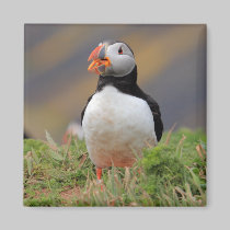 Puffin magnets by Welshpixels Puffin magnets