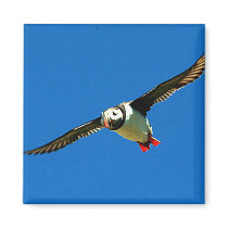 Puffin Magnet