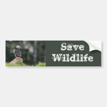 Puffin on a Rock Bumper Sticker