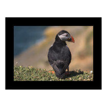 Puffin on Edge of Cliff. Poster by cARTerART posters
