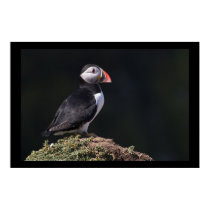 Puffin on Rock posters