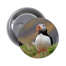 Puffin Pinback Buttons
