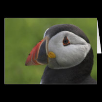 Puffin Portrait 2 cards