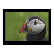 Puffin Portrait 2 posters by cARTerART Puffin Portrait 2 posters
