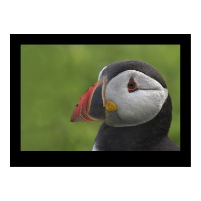 Puffin Portrait 2 Print by cARTerART