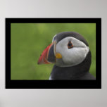Puffin Portrait 2 posters