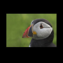 Puffin Portrait 2 posters