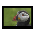Puffin Portrait 2 posters by cARTerART Puffin Portrait 2 posters
