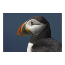 Puffin Portrait with Blue Sky posters