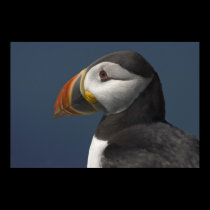 Puffin Portrait with Blue Sky posters