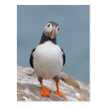 Puffin Pose Postcards
