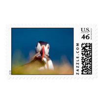 Puffin postage by axel82 Puffin postage