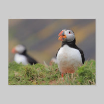 Puffin postcards by Welshpixels Puffin postcards