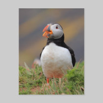 Puffin postcards by Welshpixels Puffin postcards