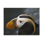 Puffin Post Cards