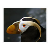 Puffin posters by jeanro Puffin posters
