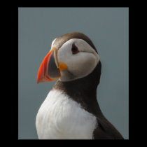 Puffin posters