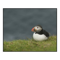 Puffin posters by terrography Puffin posters