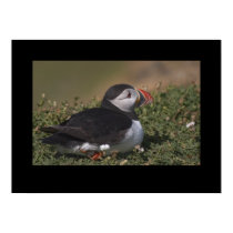 Puffin sat in flowers. Poster by cARTerART posters
