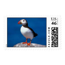 Puffin Stamp by lynnhsmomof2 Puffin Stamp