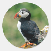 Puffin Stickers