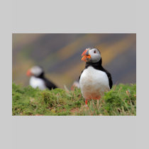 Puffin t-shirts by Welshpixels Puffin t-shirts