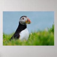 Puffin with Nesting Material print