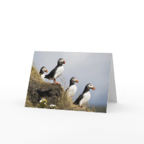 Puffins Card