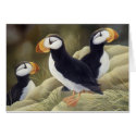 Puffins cards by Laura_Regan_Artist Puffins cards