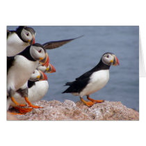 Puffins Card cards