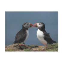 puffins postcard