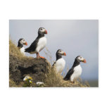 Puffins Postcard