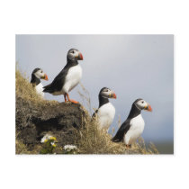 Puffins Postcard
