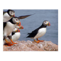 Puffins Postcard postcards