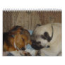 Pug and Beagle Calender Wall Calendars