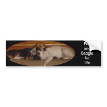 Pug and beagle for life bumper sticker 2 bumper stickers by pugsandbeagles Pug and beagle for life bumper sticker 2 bumper stickers