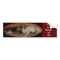 Pug and beagle for life bumper sticker 3 bumper stickers by pugsandbeagles Pug and beagle for life bumper sticker 3 bumper stickers