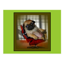 Pug Boss Postcard