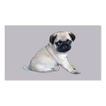 Pug Breeder Business Card