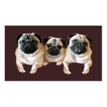 Pug Breeder Business Card
