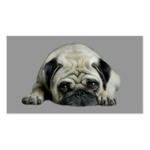 Pug Breeder Business Card