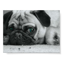 Pug "Breena" posters