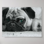 Pug "Breena" Posters