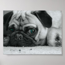 Pug "Breena" Posters