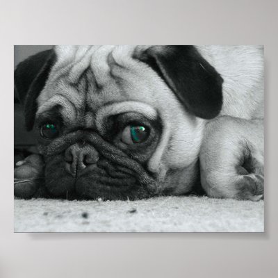 Pug 'Breena' Posters
