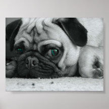 Pug "Breena" Posters