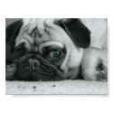 Pug "Breena" posters