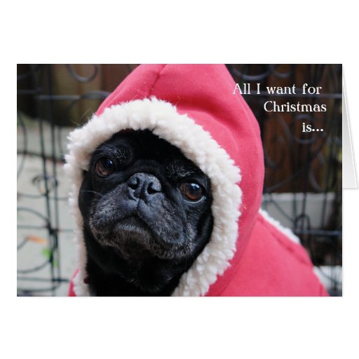 cute black pug christmas card