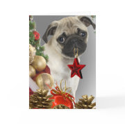 Pug Christmas Cards card