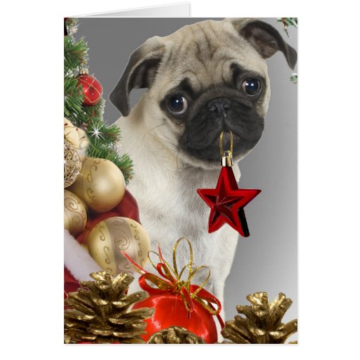 christmas pug greeting cards